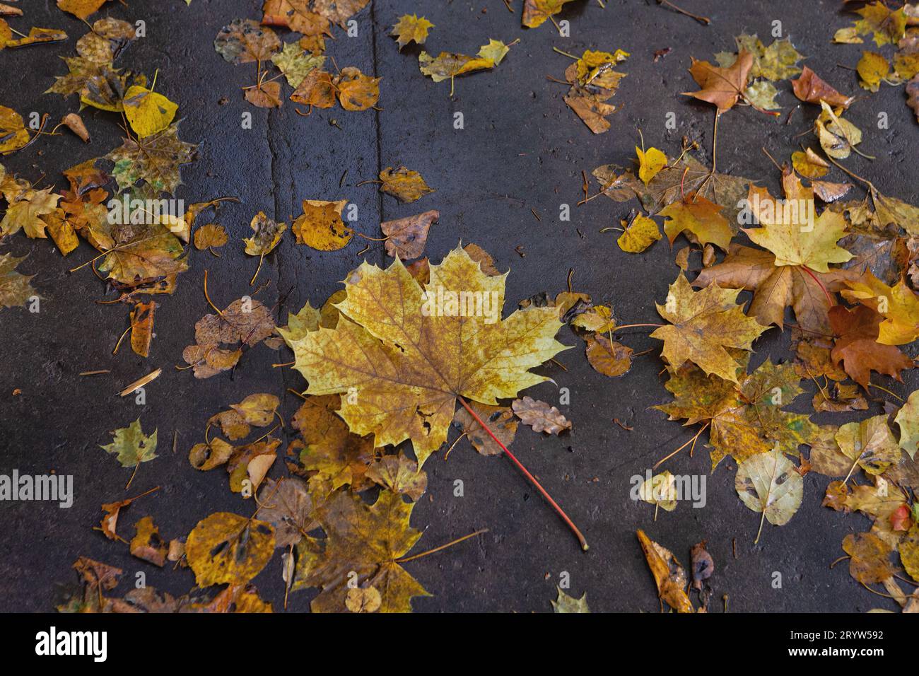feuilles d'érable tombées couvrant la route à l'automne Banque D'Images
