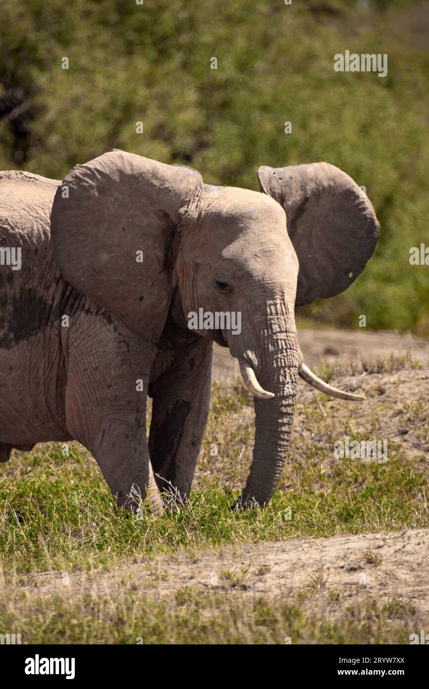 Safari éléphant au point d'eau au Kenya, en Afrique Banque D'Images