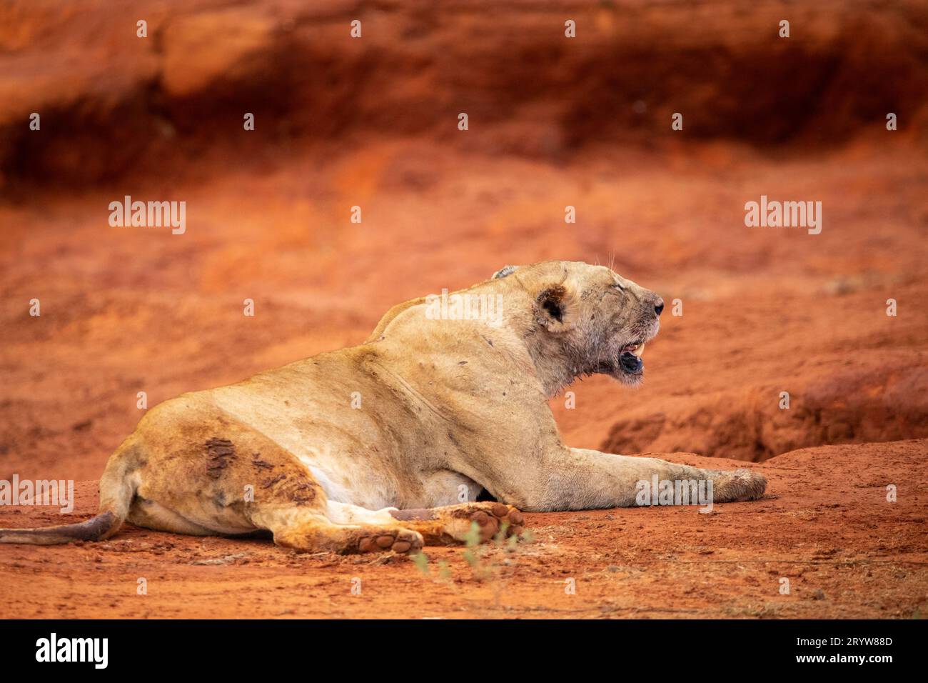 Rencontre avec la faune au Kenya : des lions féminins et un buffle d'eau abattu Banque D'Images