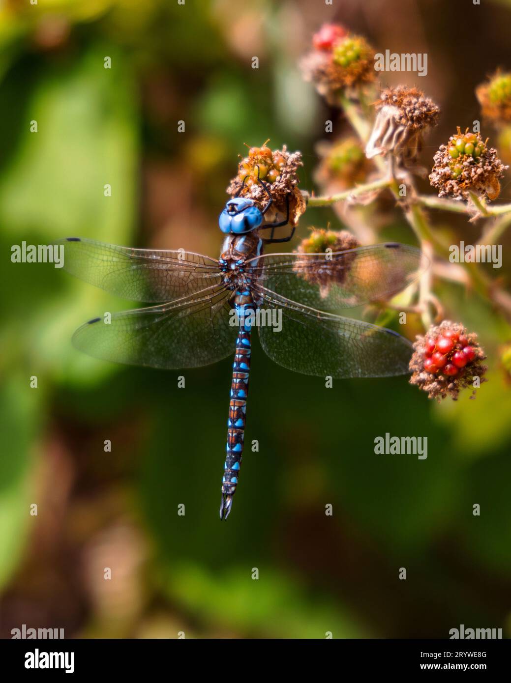 Libellule Azure Hawker avec des ailes étendues, reposant sur un buisson chargé de baies en été à Jericho Beach à Vancouver, Canada. Banque D'Images