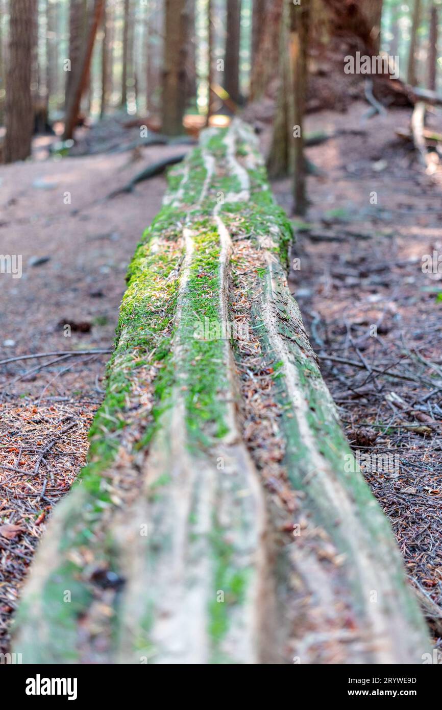 Tronc d'arbre tombé couvert de mousse verte dans une forêt près de Langdale Falls, Gibsons en Colombie-Britannique. Le log mène vers de grands arbres en arrière-plan. Banque D'Images