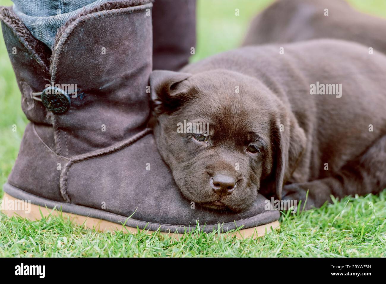 Chiot Labrador chocolat reposant sur une botte UGG Banque D'Images