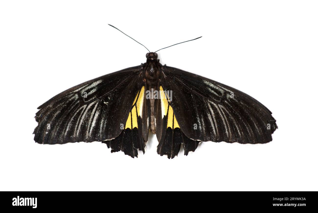 Papillon noir et jaune troides rhadamantus, isolé sur blanc Banque D'Images