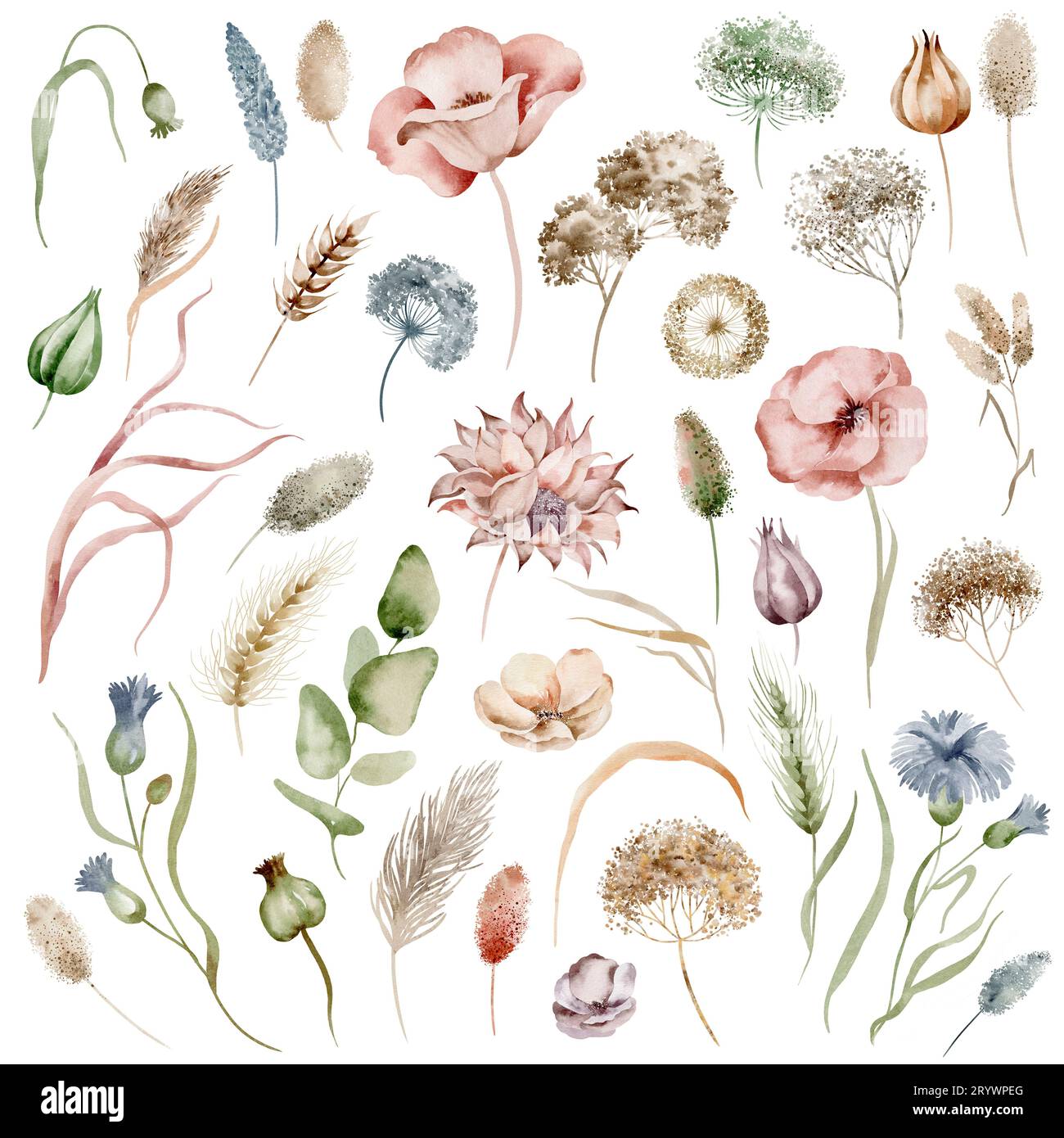 Ensemble d'herbes et de fleurs de champ isolées à l'aquarelle Banque D'Images