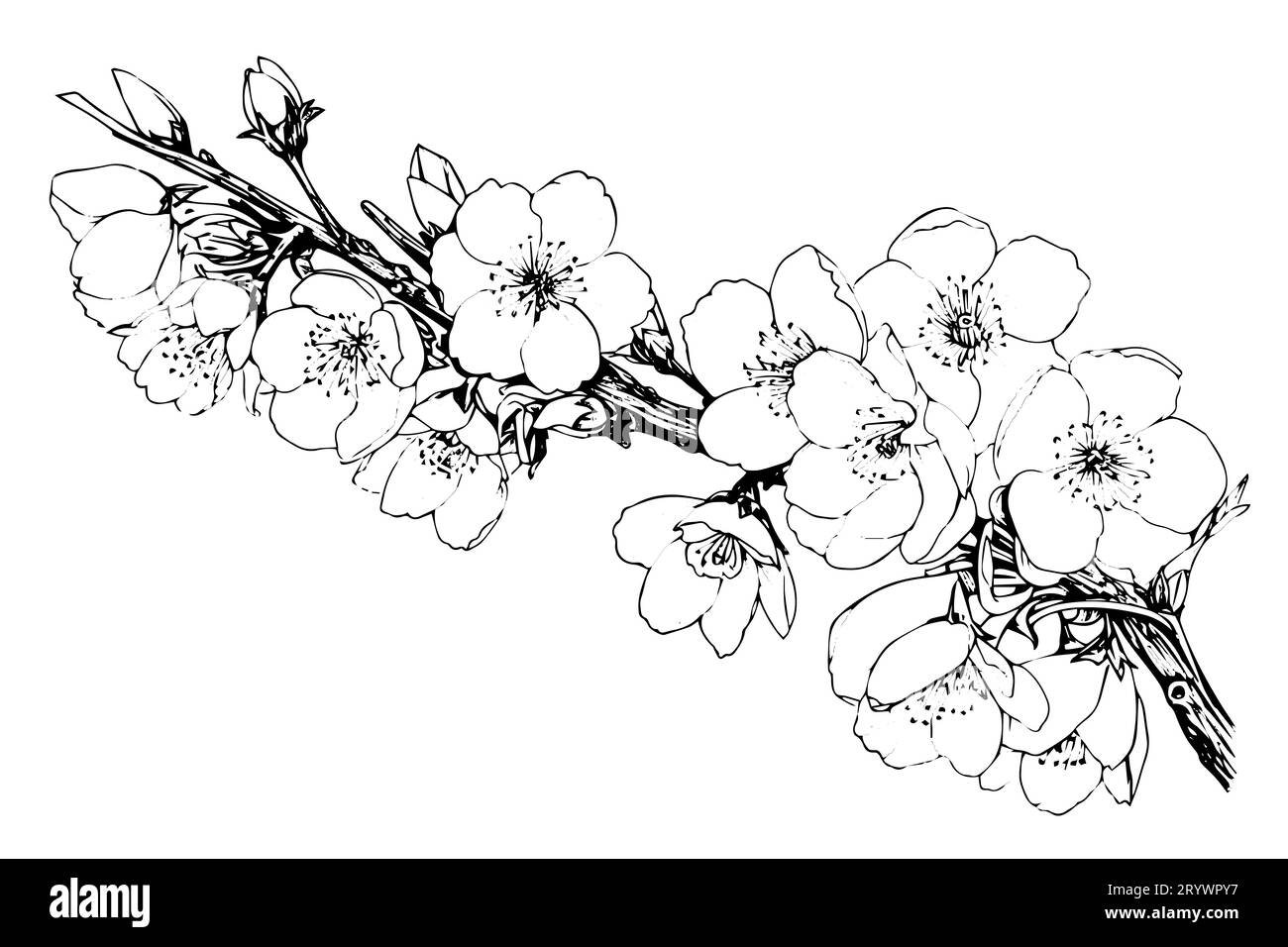 Croquis à l'encre dessiné à la main en fleur de cerisier. Sakura dans l'illustration vectorielle de style gravure. Illustration de Vecteur