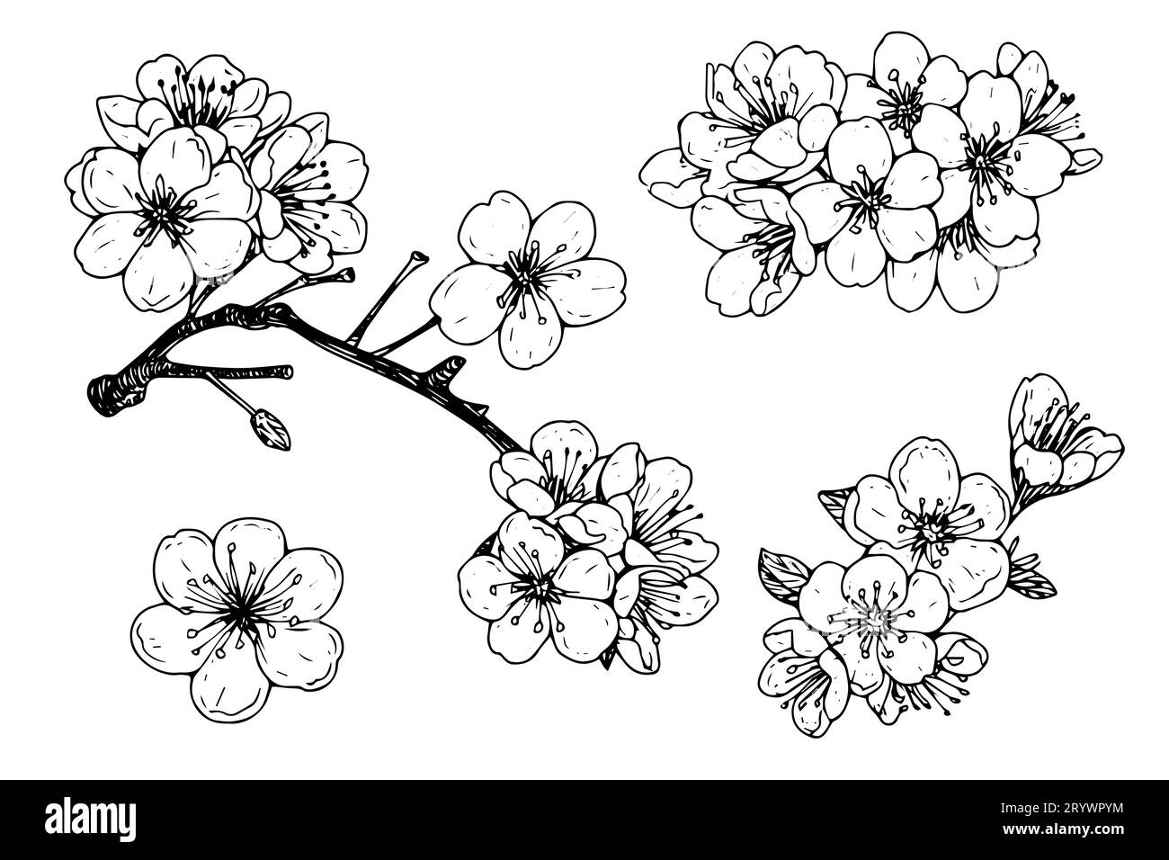 Croquis à l'encre dessiné à la main en fleur de cerisier. Sakura dans l'illustration vectorielle de style gravure. Illustration de Vecteur