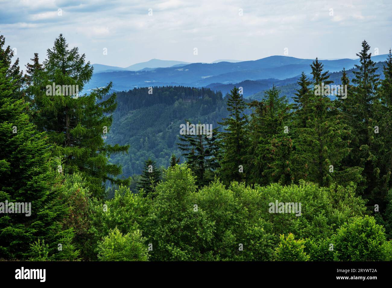 Forêt profonde, couronne d'arbres et montagne bleue à l'horizon, panorama de la montagne Javorniky de Kohutka, république tchèque. Banque D'Images