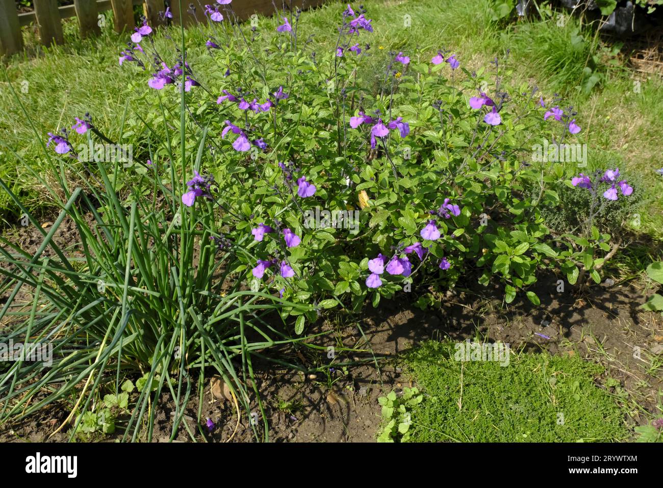 Petit jardin d'herbes aromatiques avec ciboulette, thym rampant « Snowdrift » et Salvia « So Cool Violet » Banque D'Images