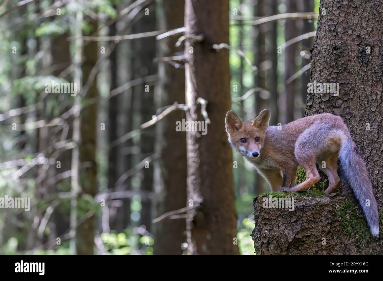 Adorable renard petit pose debout sur un trank d'arbre dans la forêt. Horizontalement. Banque D'Images