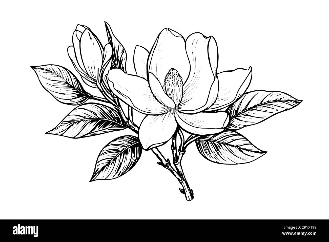 Croquis à l'encre de fleur de magnolia dessiné à la main. Gravure illustration vectorielle de style vintage. Illustration de Vecteur