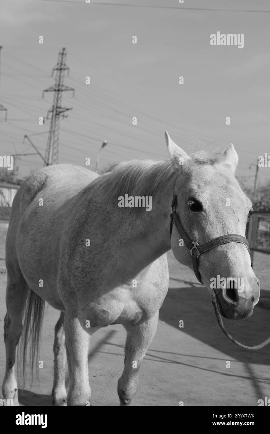 Ces photos ont été prises dans l'un des plus beaux noyaux d'animaux d'Erevan. Il y a les chevaux les plus prettyles et les plus mignons que vous ayez jamais vus. Banque D'Images