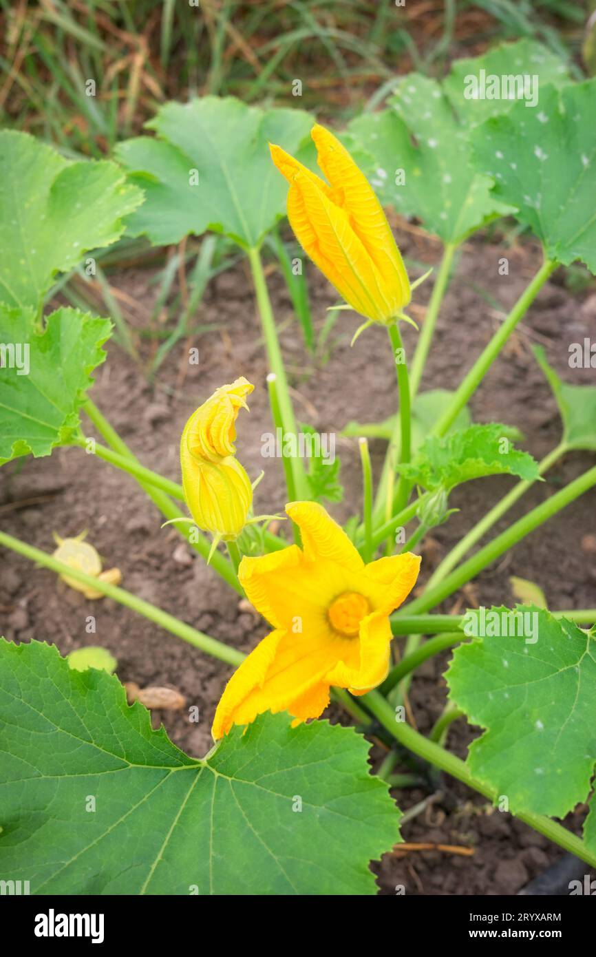 Photo en gros plan de fleurs de courgettes comestibles sur une ferme de serre biologique, mise au point sélective. Banque D'Images