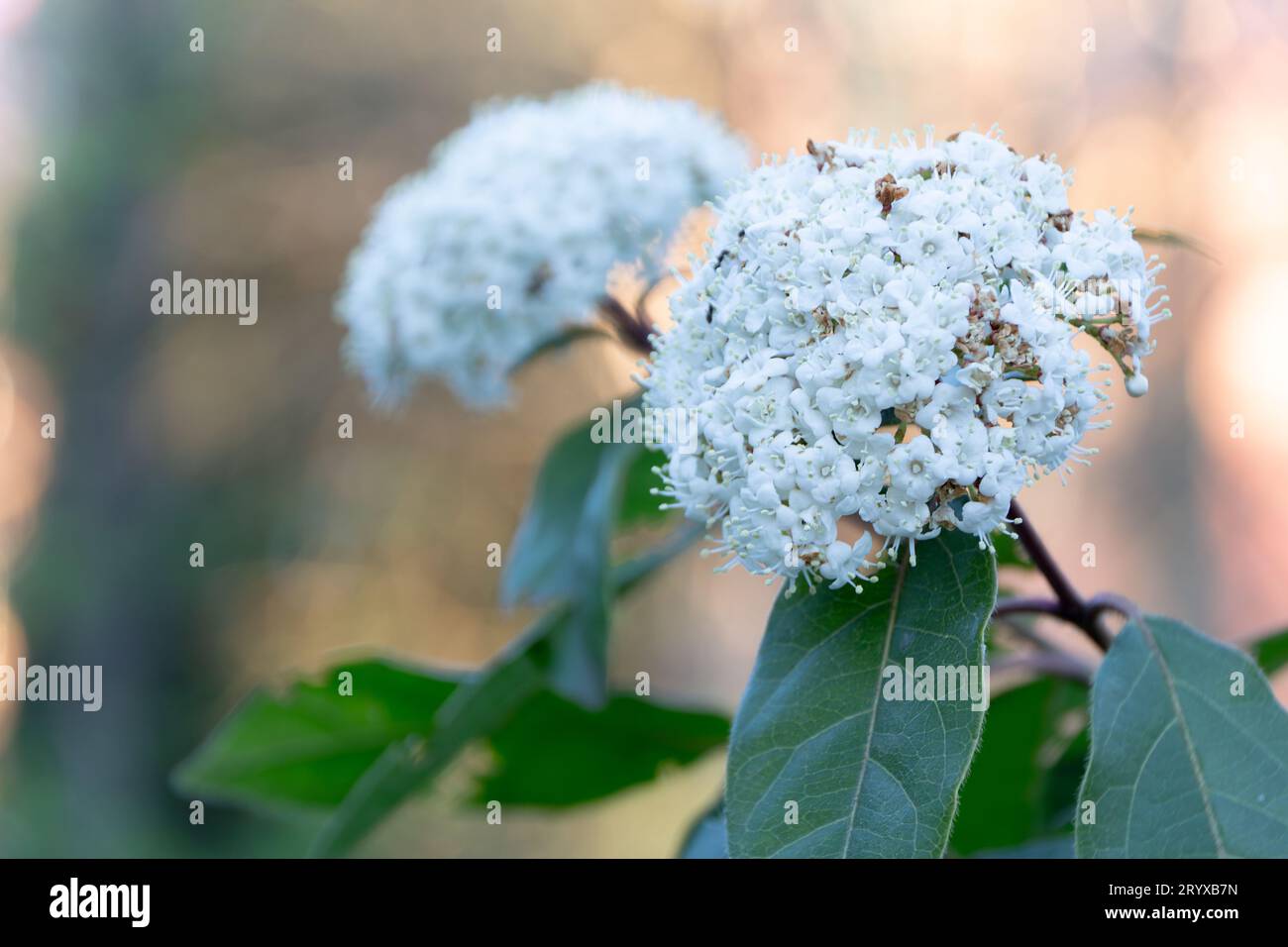 Un gros plan détaillé de deux têtes de fleurs de Laurustinus, l'une fortement mise au point tandis que l'autre fournit un arrière-plan doux. Banque D'Images