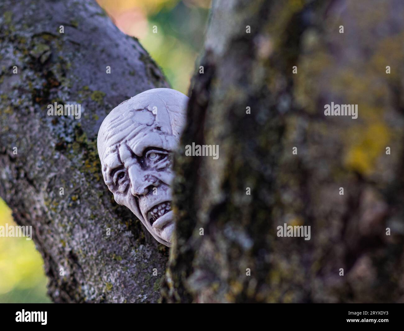 Accueillez les morts-vivants dans vos festivités d'Halloween avec cette tête de zombie en plastique méticuleusement conçue, incroyablement réaliste au milieu de la lune et envahie par la végétation Banque D'Images