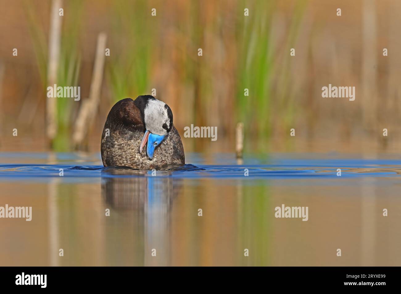 Canard à tête blanche nettoyage dans l'eau. Canard bleu. Canard de bain. Banque D'Images