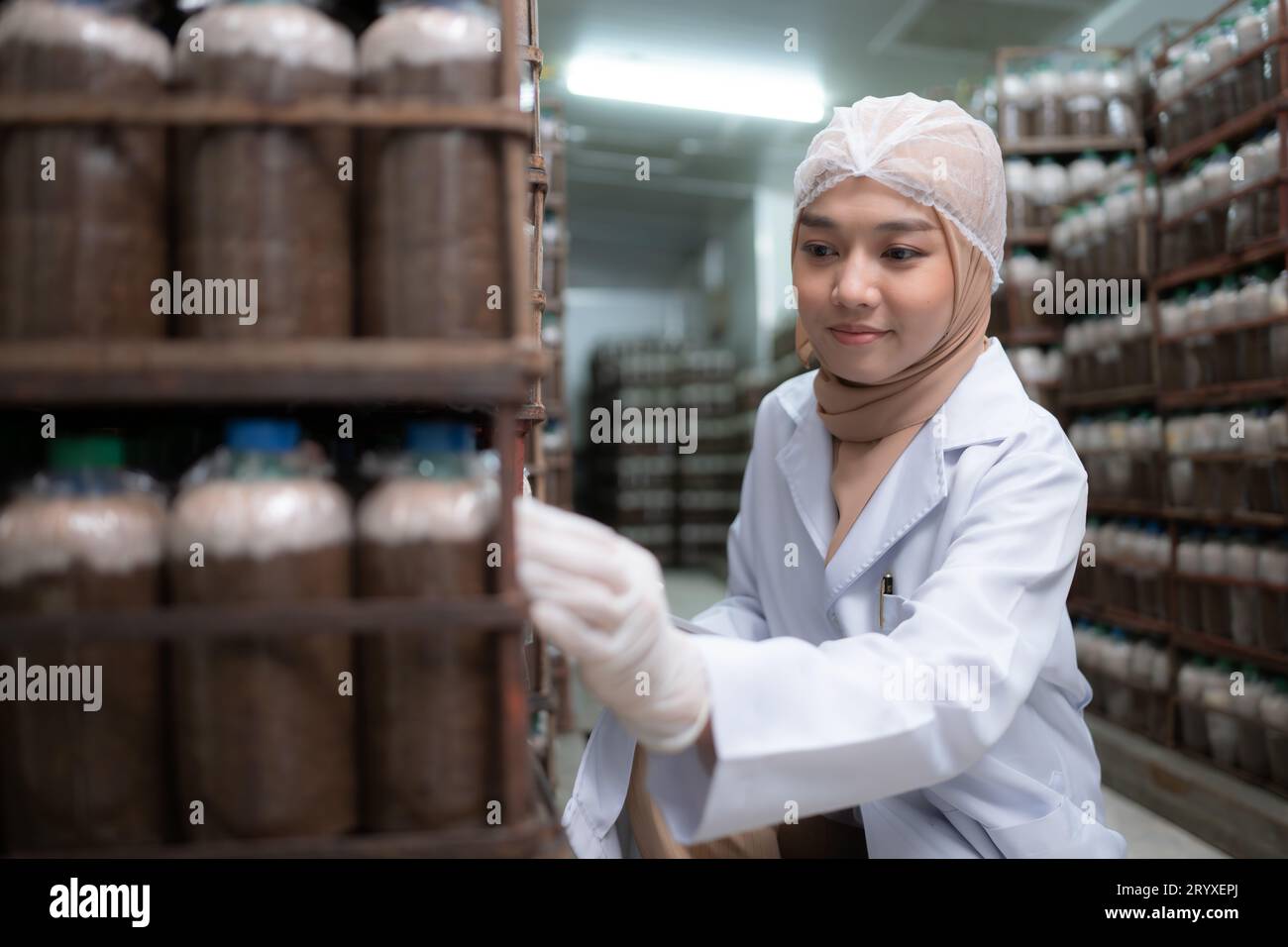 Jeune scientifique musulmane asiatique faisant des recherches dans une usine de champignons, étudiant la croissance des champignons dans les morceaux de champignons. i. Banque D'Images