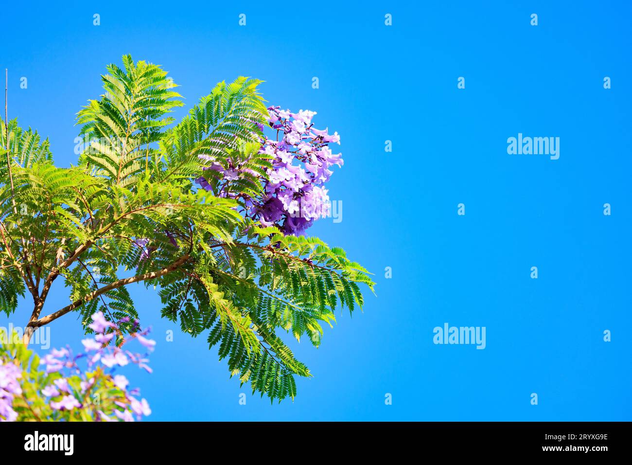 Arbres en fleurs de printemps Banque D'Images