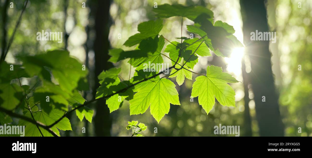 Feuilles vertes rétroéclairées sur une branche dans les bois, illuminées par de doux rayons de soleil, avec des arbres comme fond bokeh, format panoramique Banque D'Images