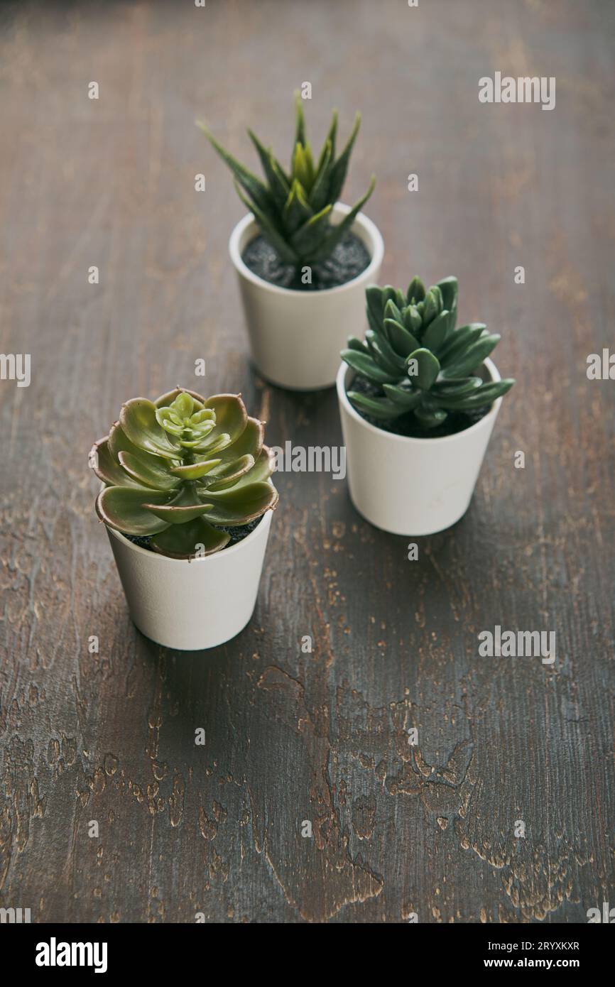 Divers types d'écheveria, havortia succulentes plantes de maison dans des pots d'argile sur fond.Décoration scandinave Banque D'Images