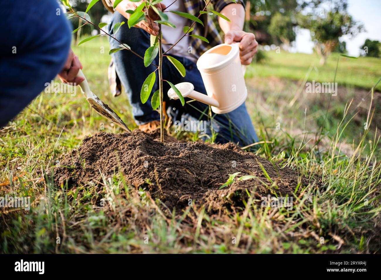 jeune homme jardinier, planter un arbre dans le jardin, jardiner et arroser des plantes. Banque D'Images