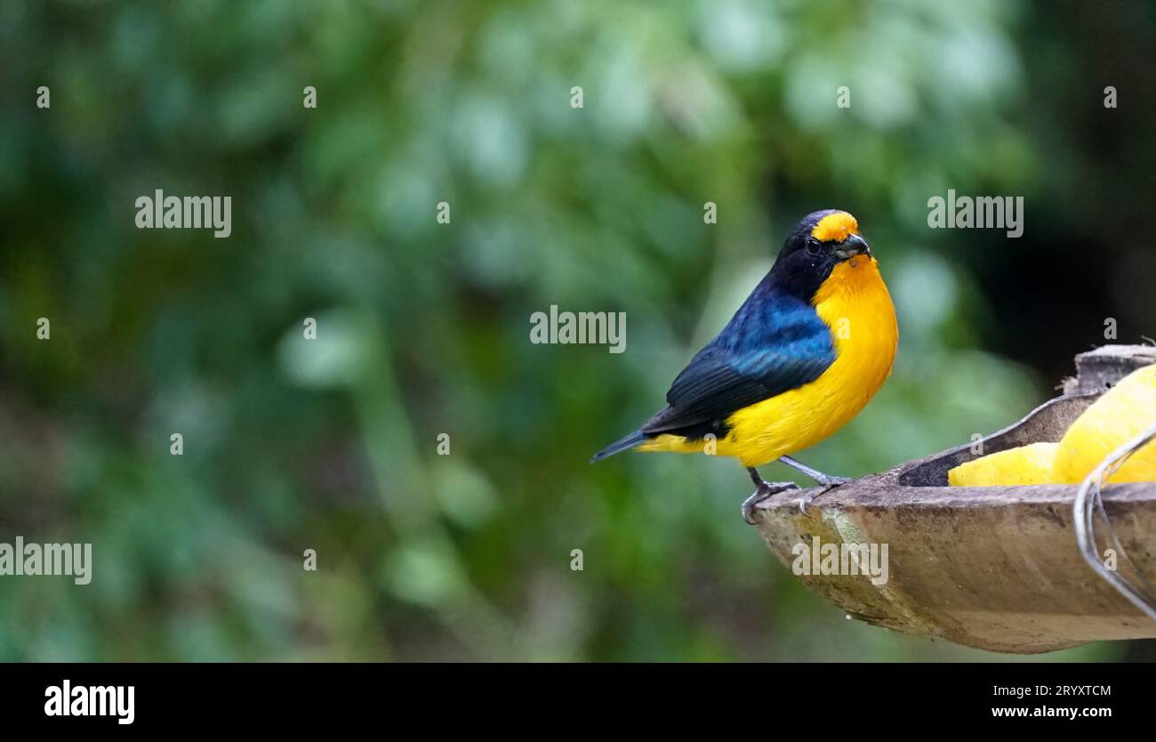 Véritable Gaturamo ou Bonito-Lindo, oiseau de la forêt atlantique brésilienne Banque D'Images