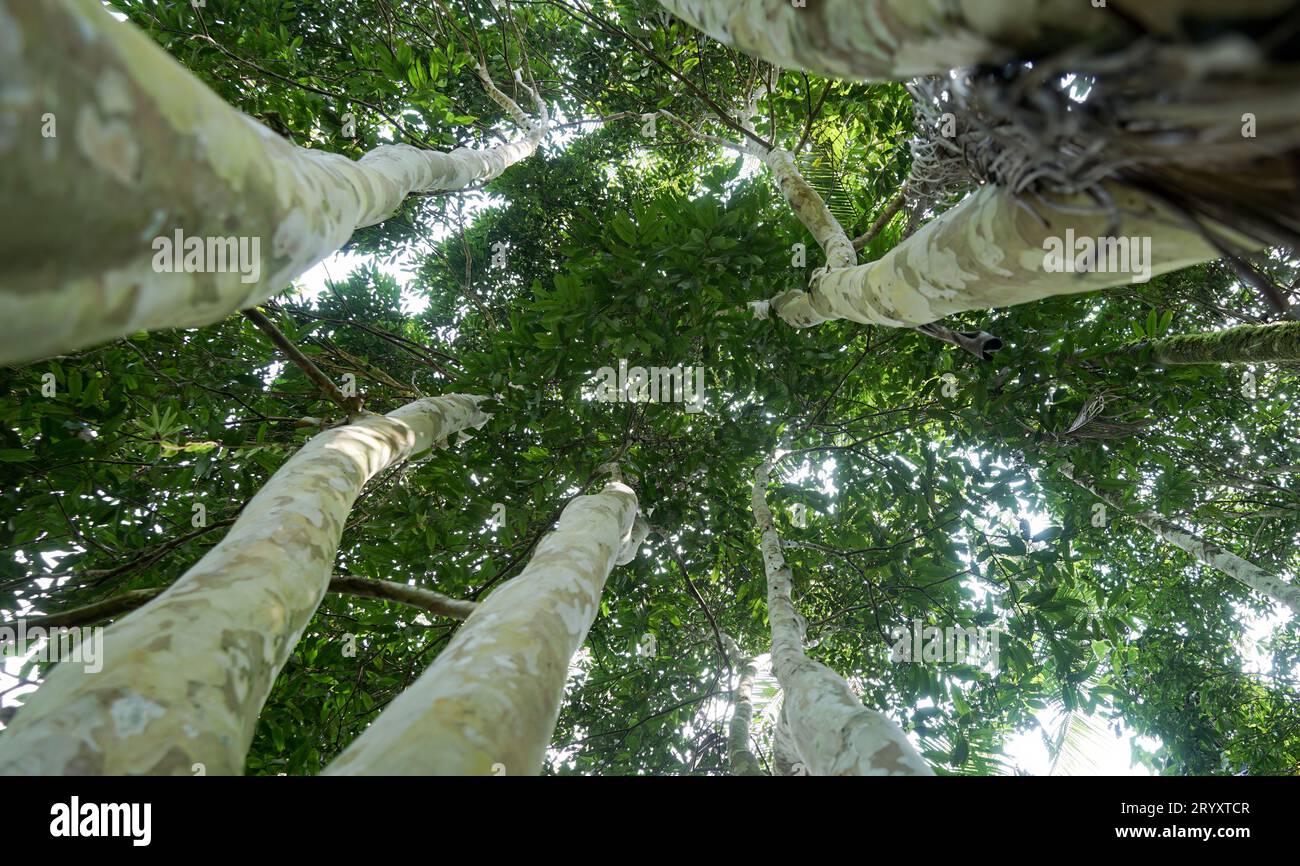 Cambucazeiro, arbre endémique au Brésil, vu de bas en haut. Banque D'Images
