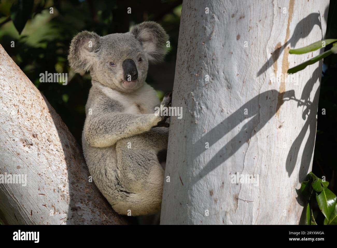 Un grand koala mâle est assis paisiblement dans la fourche d'un grand eucalyptus, regardant la caméra, avant de remonter le tronc pour se nourrir. Banque D'Images