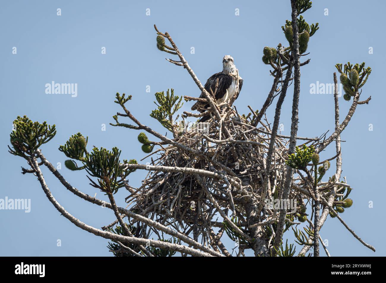 Perché au sommet d'un nid sur un Hoop Pine patiné sur Magnetic Island à Townsville, en Australie, un Osprey de l'est a une vue à 360 degrés de son territoire. Banque D'Images