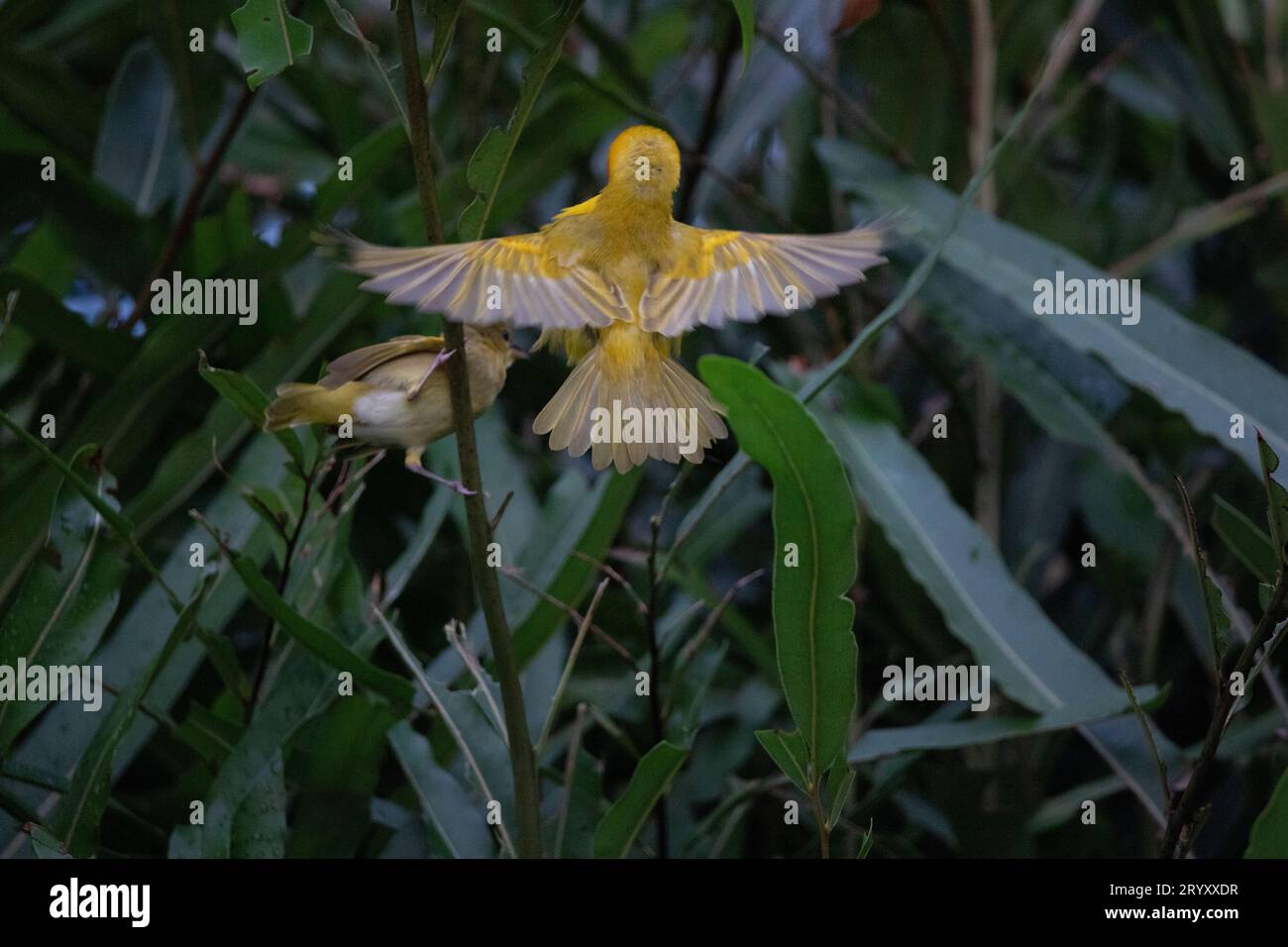 Spectacle naturel au Kenya : Yellow Weaver Bird Building a Nest Banque D'Images
