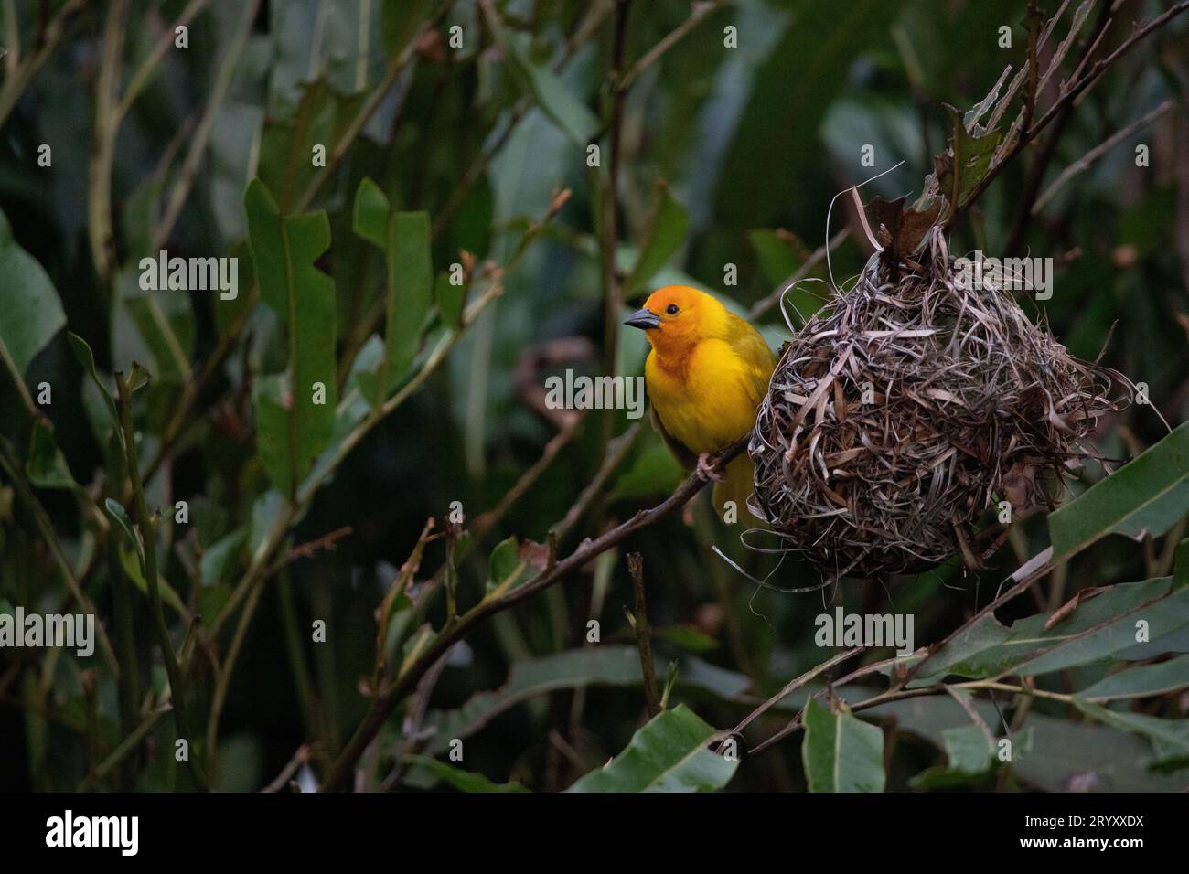 Architecte coloré : Yellow Weaver Bird créant sa maison au Kenya Banque D'Images