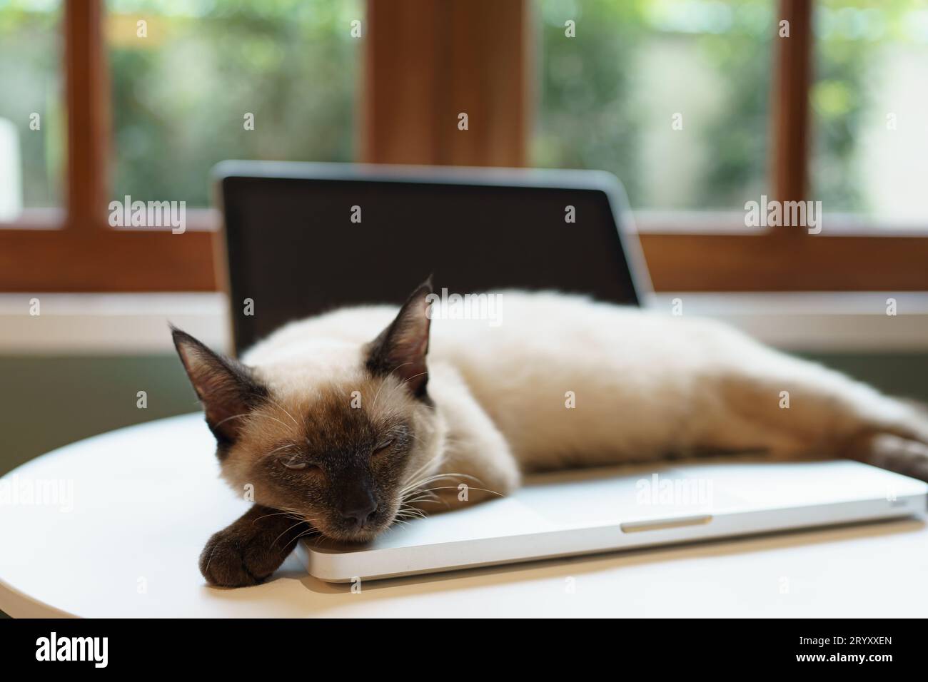 Chat sur ordinateur portable travaillant de la maison avec chat. chat endormi sur ordinateur portable assistant clavier chat travaillant chez ordinateur portable. Banque D'Images