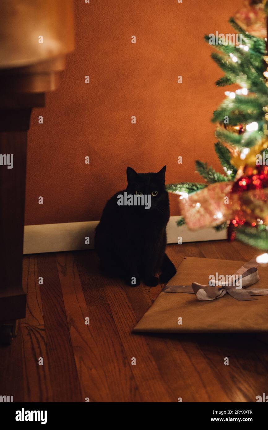 Mignon chat noir assis sous l'arbre de Noël avec des cadeaux, regardant la caméra Banque D'Images