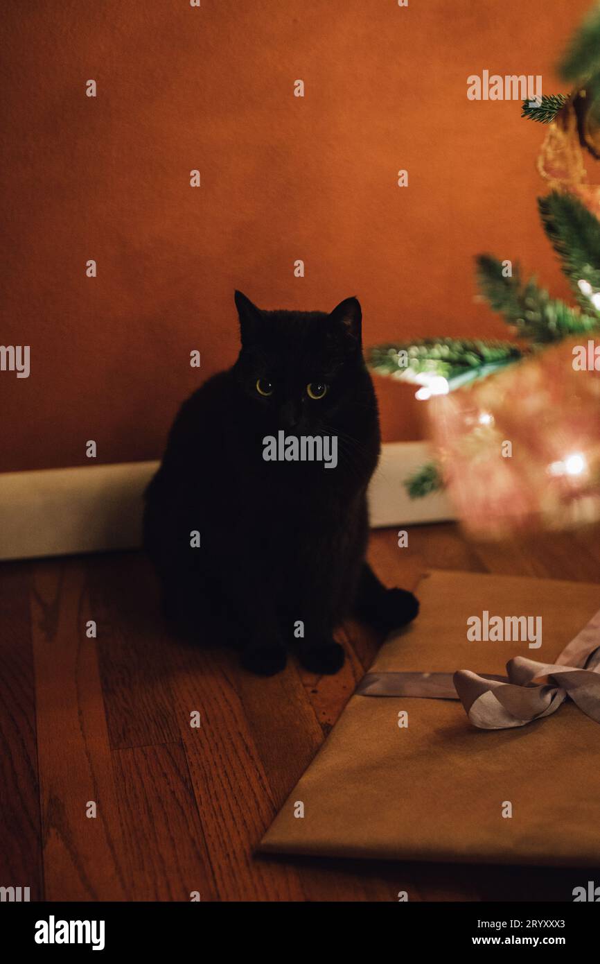 Mignon chat noir assis sous l'arbre de Noël avec des cadeaux, regardant la caméra Banque D'Images