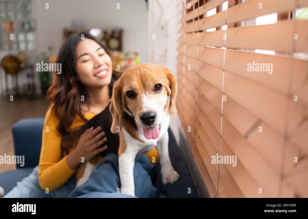 Chien Beagle avec la fille de son propriétaire sur une escapade de week-end assis et reposant et regardant par la fenêtre dans le salon de TH Banque D'Images