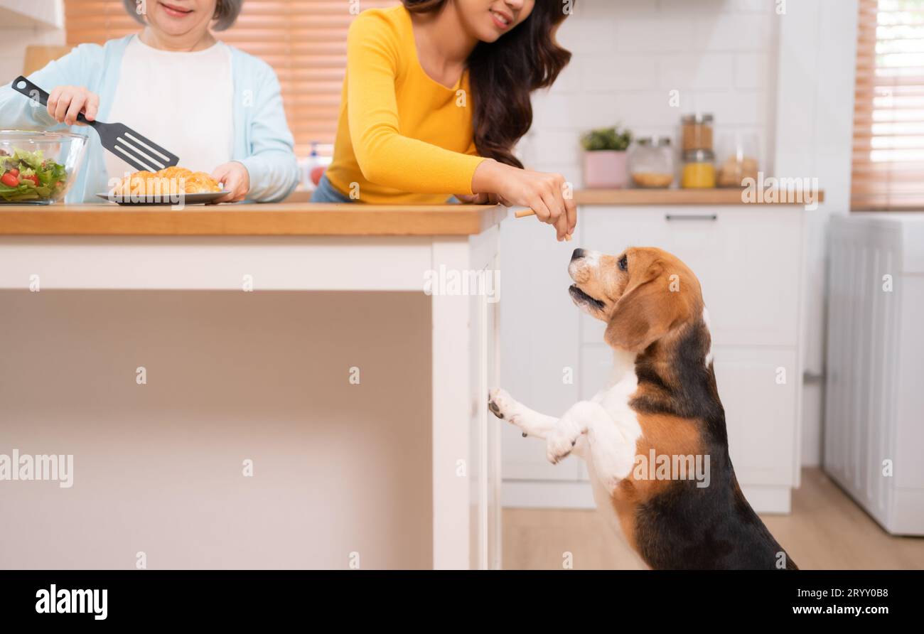 Chien Beagle avec la mère et la fille en escapade de week-end, ils cuisinent ensemble dans la cuisine de la maison. Banque D'Images