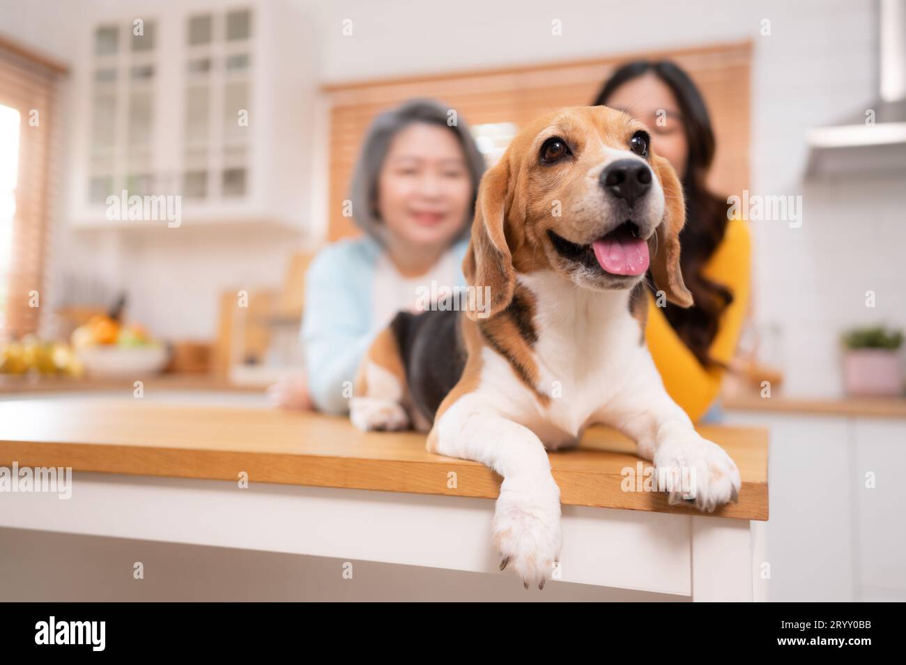 Chien Beagle avec la mère et la fille en escapade de week-end, ils cuisinent ensemble dans la cuisine de la maison. Banque D'Images