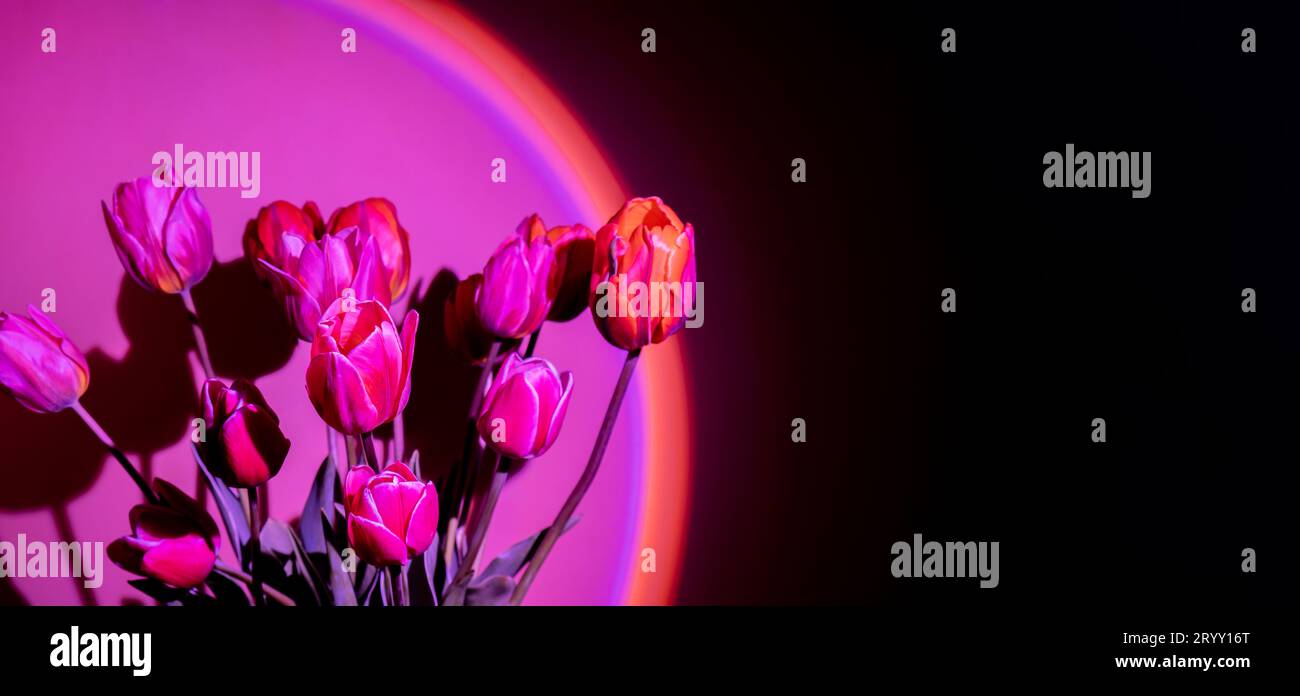 Fleur de tulipe de couleur rose dans la lumière de néon sur fond dégradé violet dans la lumière de nuit. Concept créatif de vacances sombres. Copier sp Banque D'Images