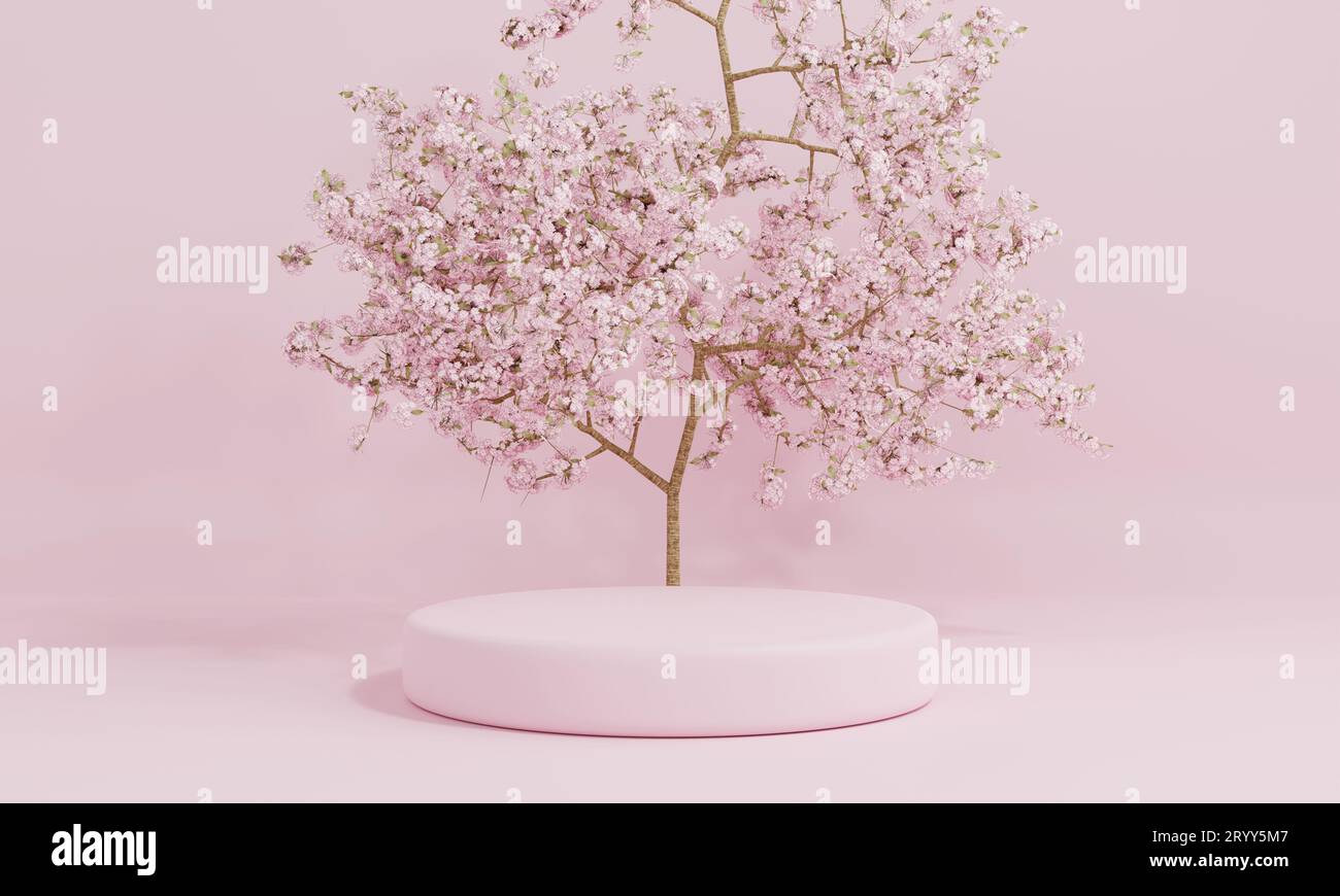 Vitrine de podium de produit rose de cylindre de style minimal avec arbre de fleur de cerisier ou Sakura en langue japonaise dans le jardin public. Te Banque D'Images