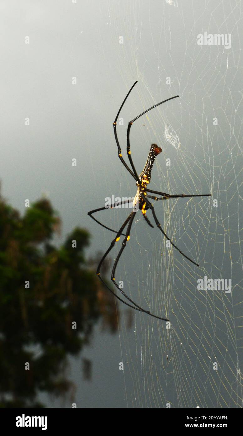 Orbe doré du Nord Weaver tournant son Web dans la forêt de l'île Lamma à Hong Kong. Banque D'Images