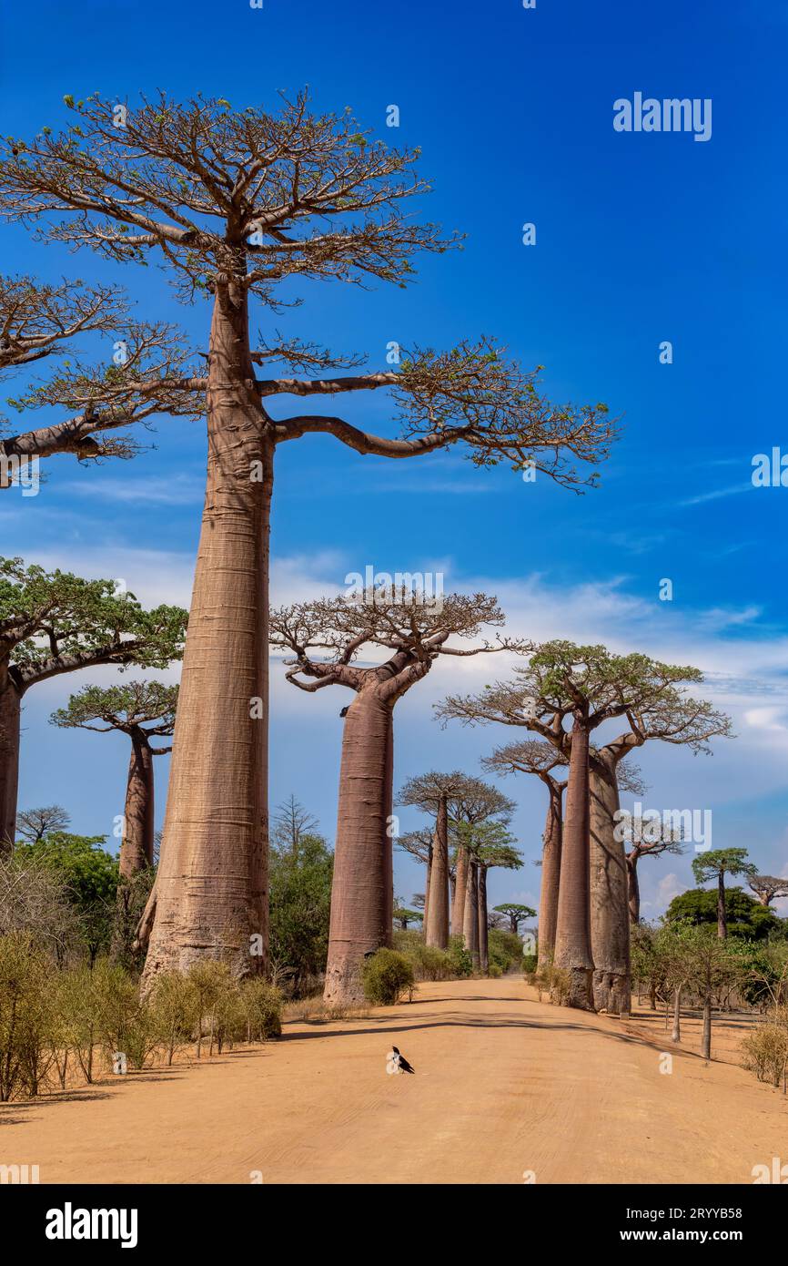 Allée Baobab baignée de soleil à Morondava - Une vue spectaculaire de l'avenue! Paysage de Madagascar Banque D'Images