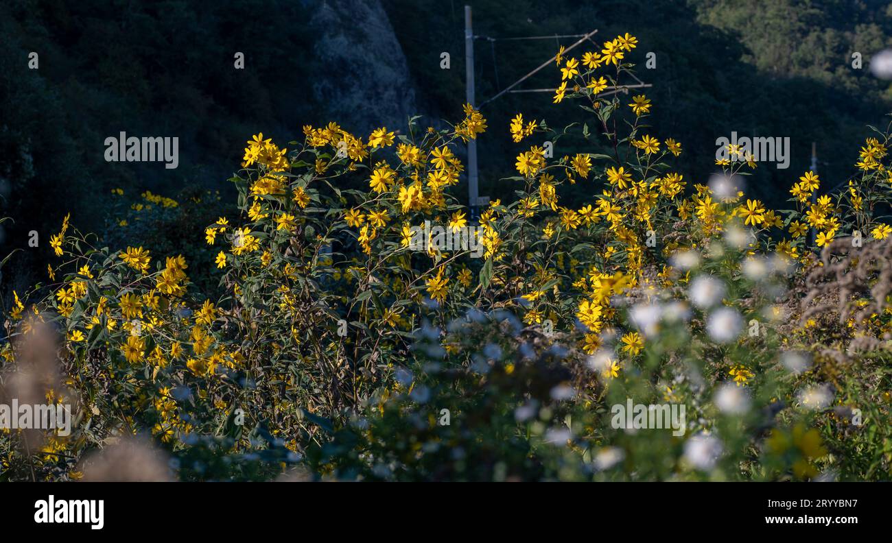 Fleurs jaunes de l'artichaut de Jérusalem (Helianthus tuberosus). Tournesol à fleurs, sunchaut, tournesol sauvage, topinambur ou pomme de terre. Banque D'Images