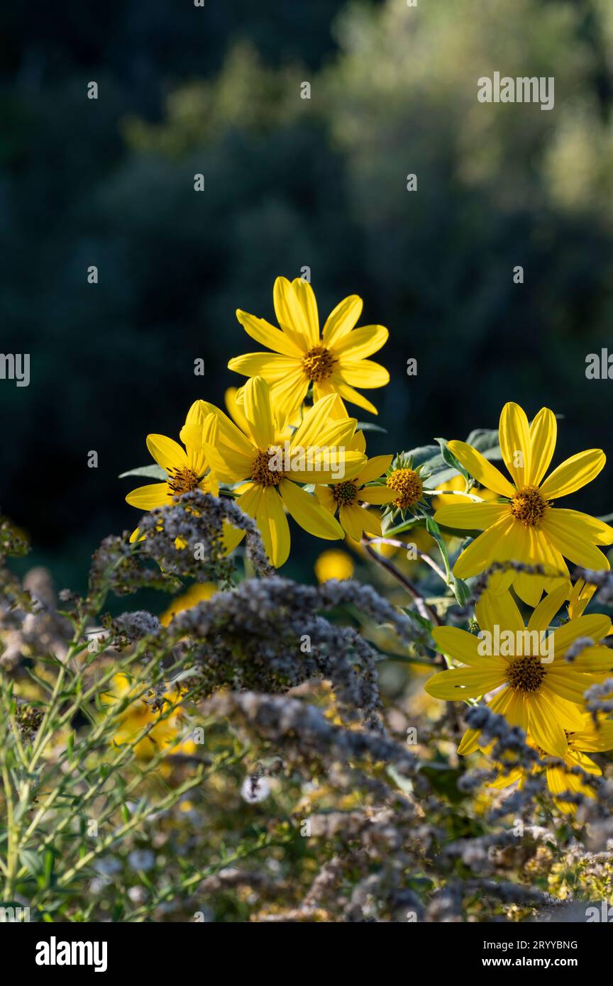 Fleurs jaunes de l'artichaut de Jérusalem (Helianthus tuberosus). Tournesol à fleurs, sunchaut, tournesol sauvage, topinambur ou pomme de terre. Banque D'Images