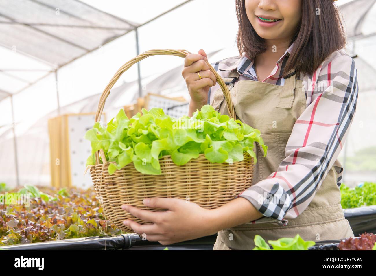 Jeune agriculteur biologique hydroponique asiatique collectant la salade de légumes dans le panier avec serre de pépinière. Modes de vie des gens et bu Banque D'Images