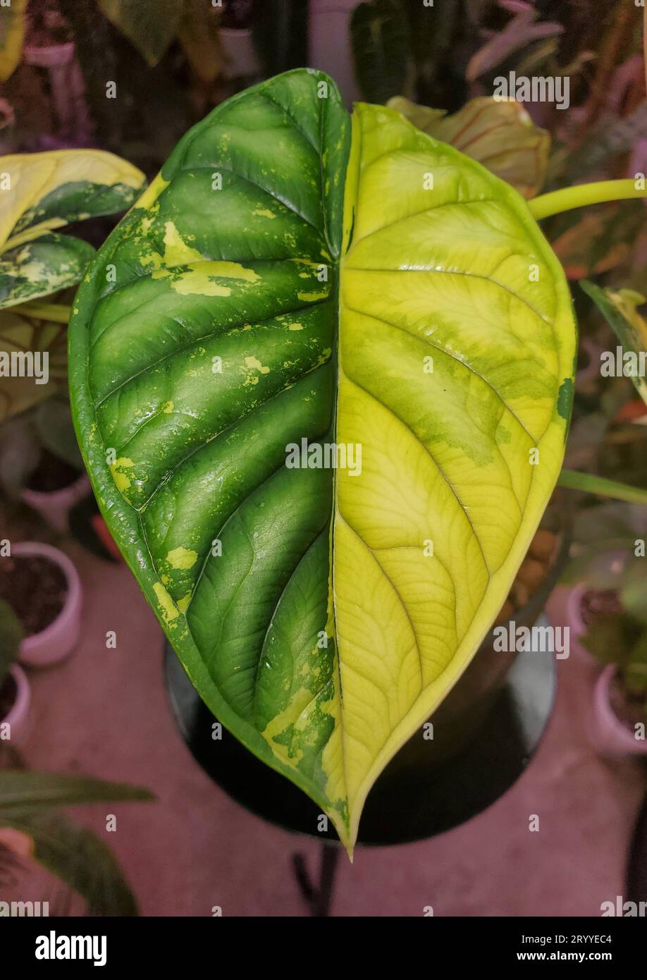 Superbe feuille de demi-lune jaune et verte de la plante panachée ...