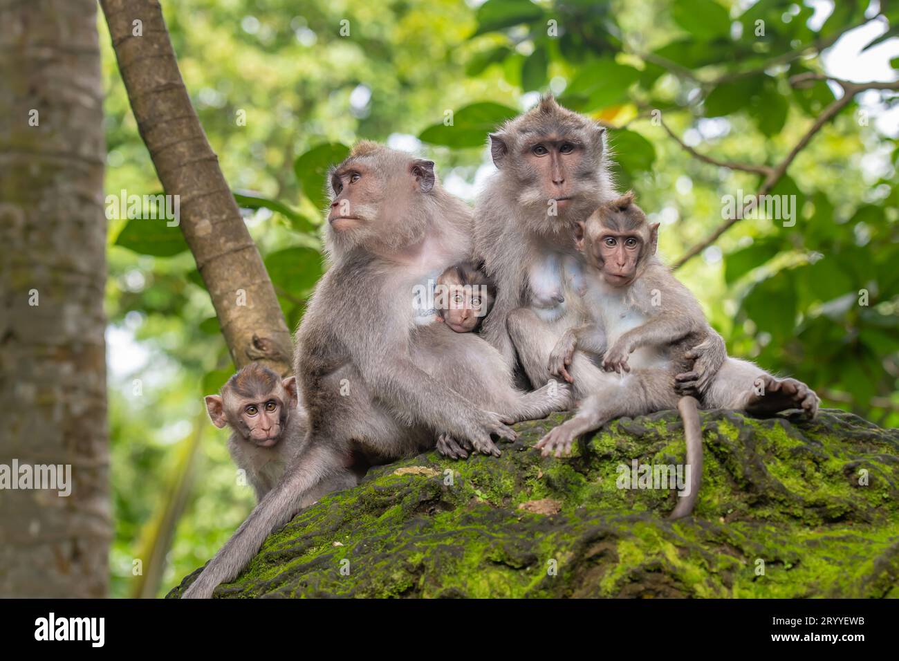 Singes macaques au sanctuaire de la forêt de singes d'Ubud à Ubud, Bali, Indonésie. Banque D'Images