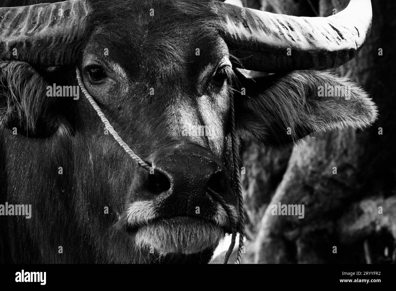 Gros plan de portrait de buffle d'eau sur fond noir et blanc. Photographie de tête sur le visage. Concept animal et mammifère. Thaï Banque D'Images