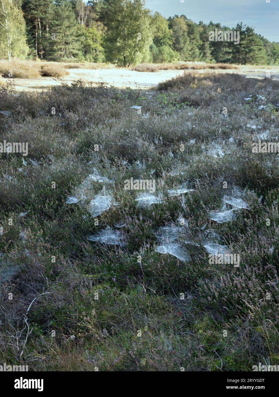 Tisserand (Linyphiidae), toile d'araignée baldachine mouillée par la rosée matinale dans la bruyère, senne, Rhénanie du Nord-Westphalie, Allemagne Banque D'Images