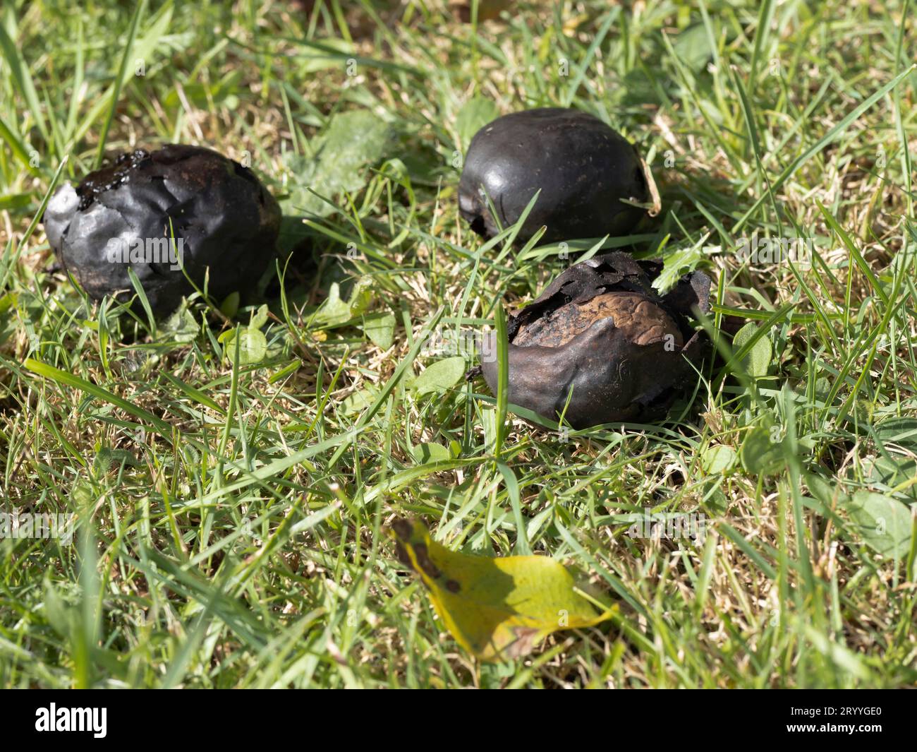 Noix noire, lorsqu'elle est infestée par la mouche des fruits de noix, la coquille devient noire et pâteuse. Les asticots de la mouche des fruits mangent la coquille de l'intérieur Banque D'Images