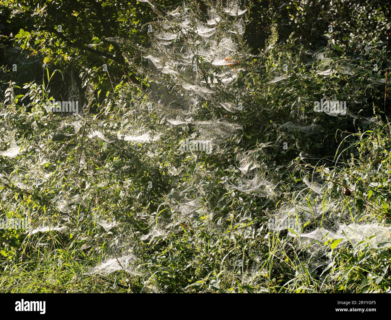 Tisserand (Linyphiidae), toiles d'araignée baldachine et araignée croisée de jardin mouillées par la rosée du matin dans une haie, Rhénanie du Nord-Westphalie Banque D'Images