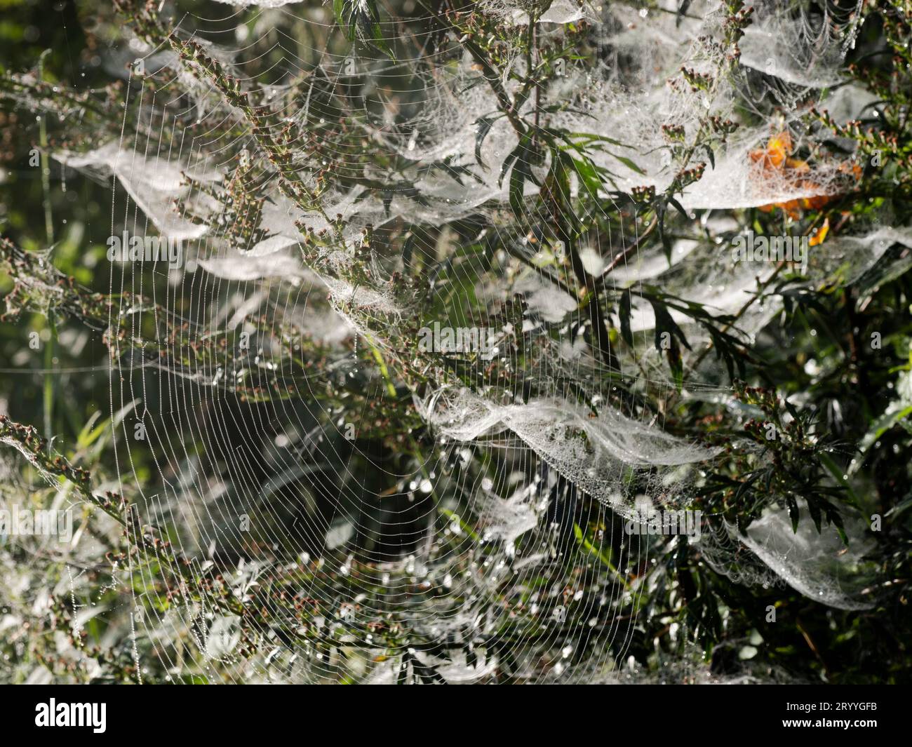 Tisserand (Linyphiidae), toiles d'araignée baldachine et araignée croisée de jardin mouillées par la rosée du matin dans une haie, Rhénanie du Nord-Westphalie Banque D'Images